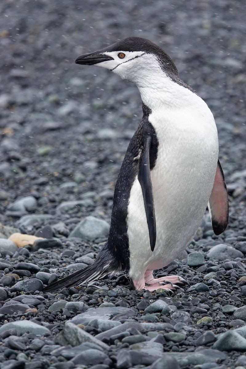 Chinstrap Penguin - ML645986696