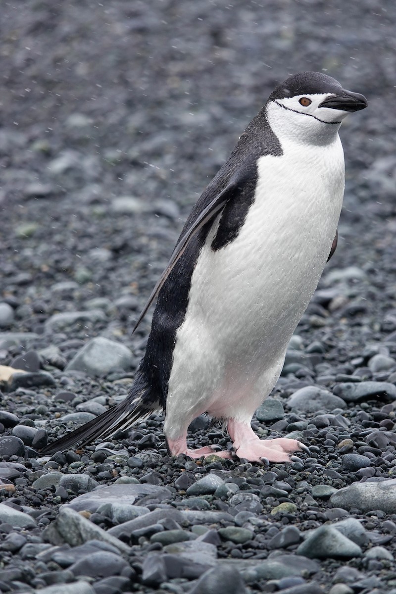 Chinstrap Penguin - ML645986697