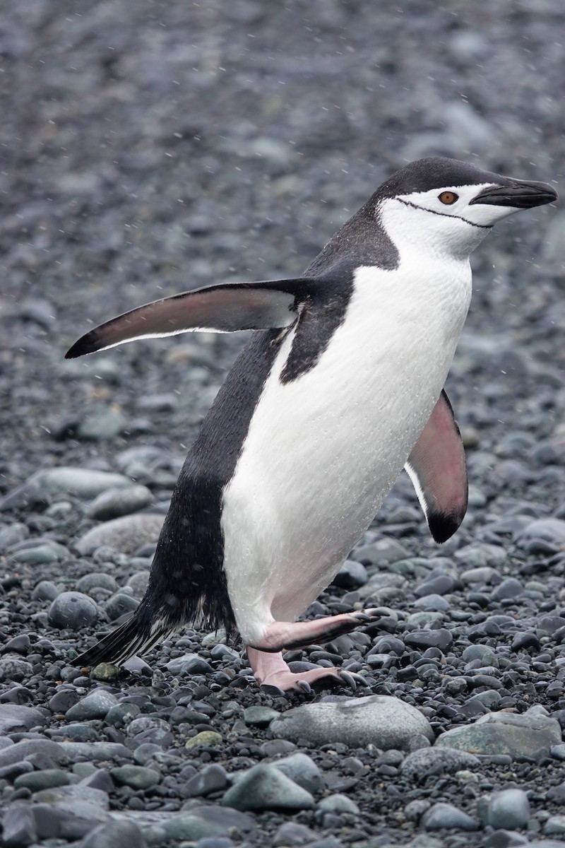 Chinstrap Penguin - ML645986698