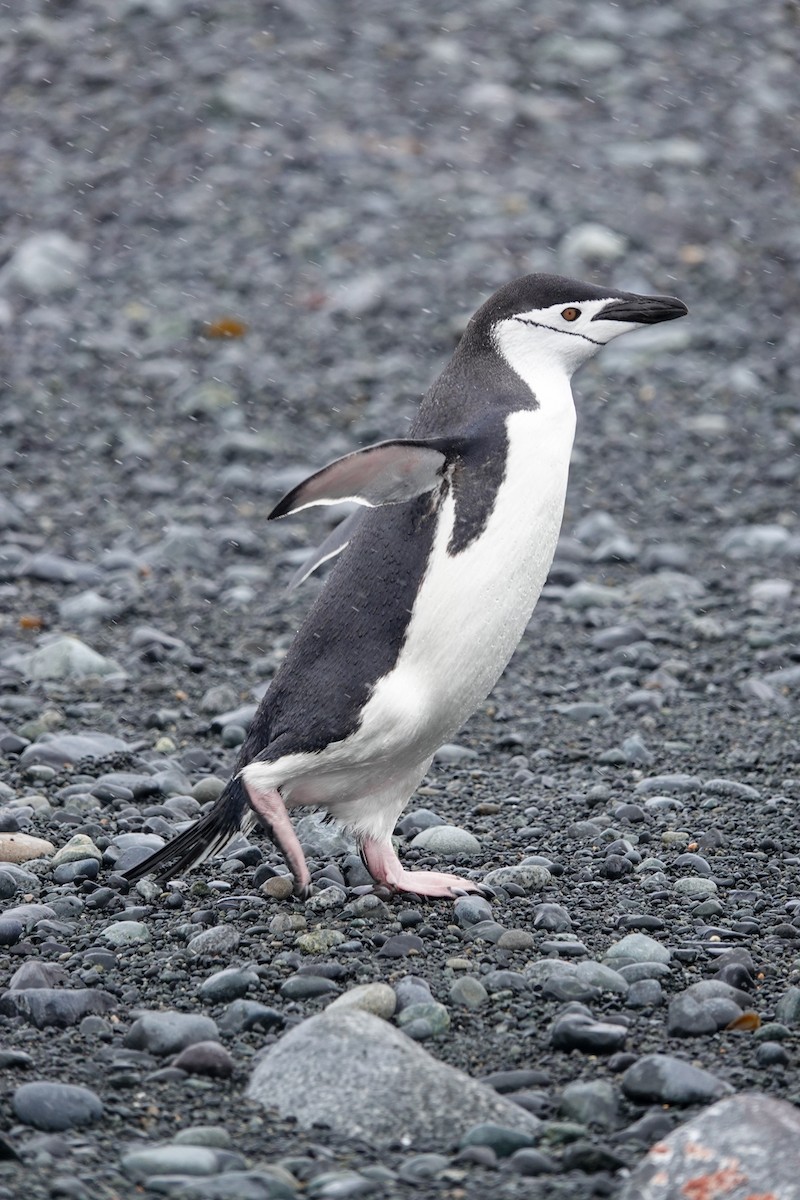Chinstrap Penguin - ML645986699