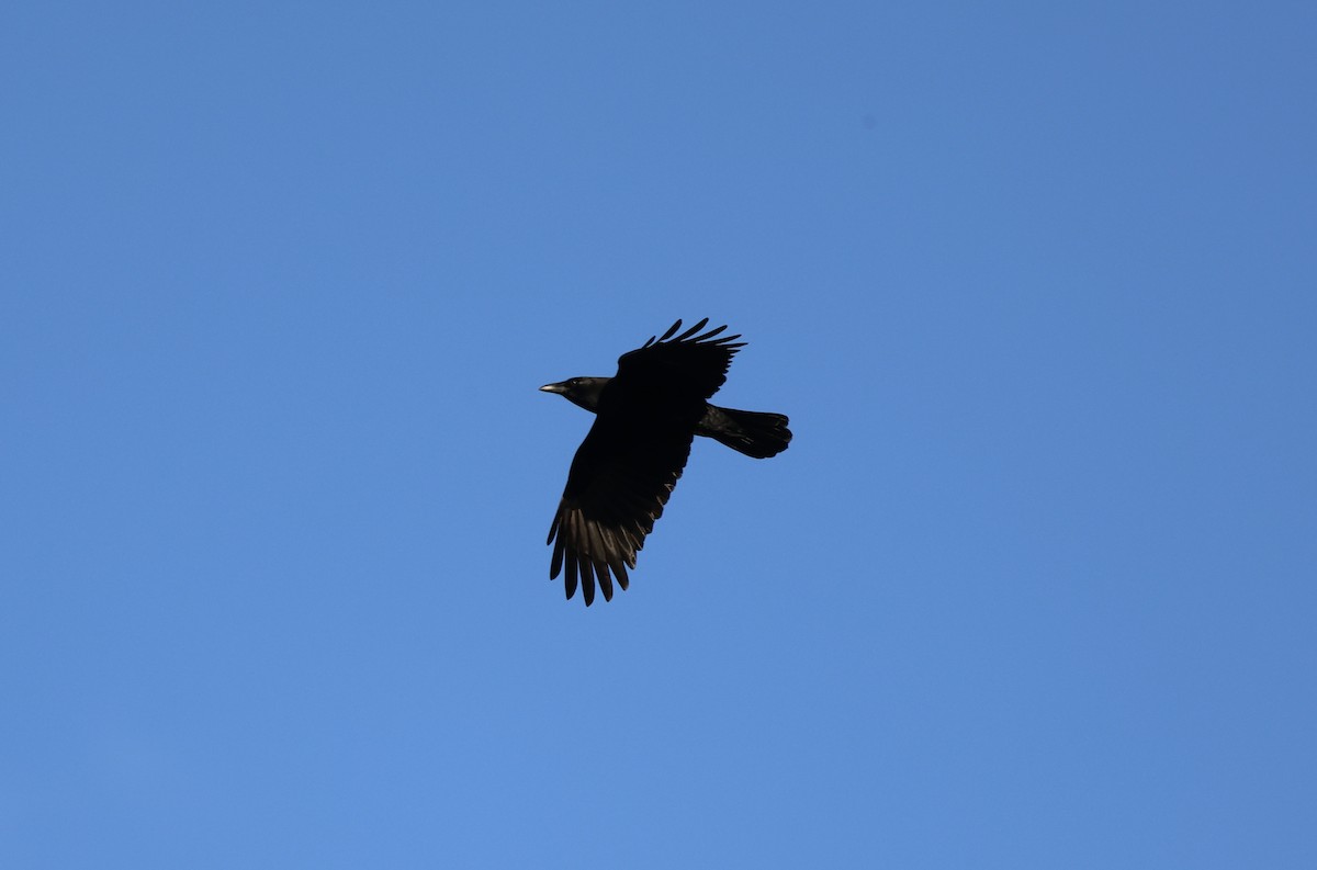 American Crow - ML645986701