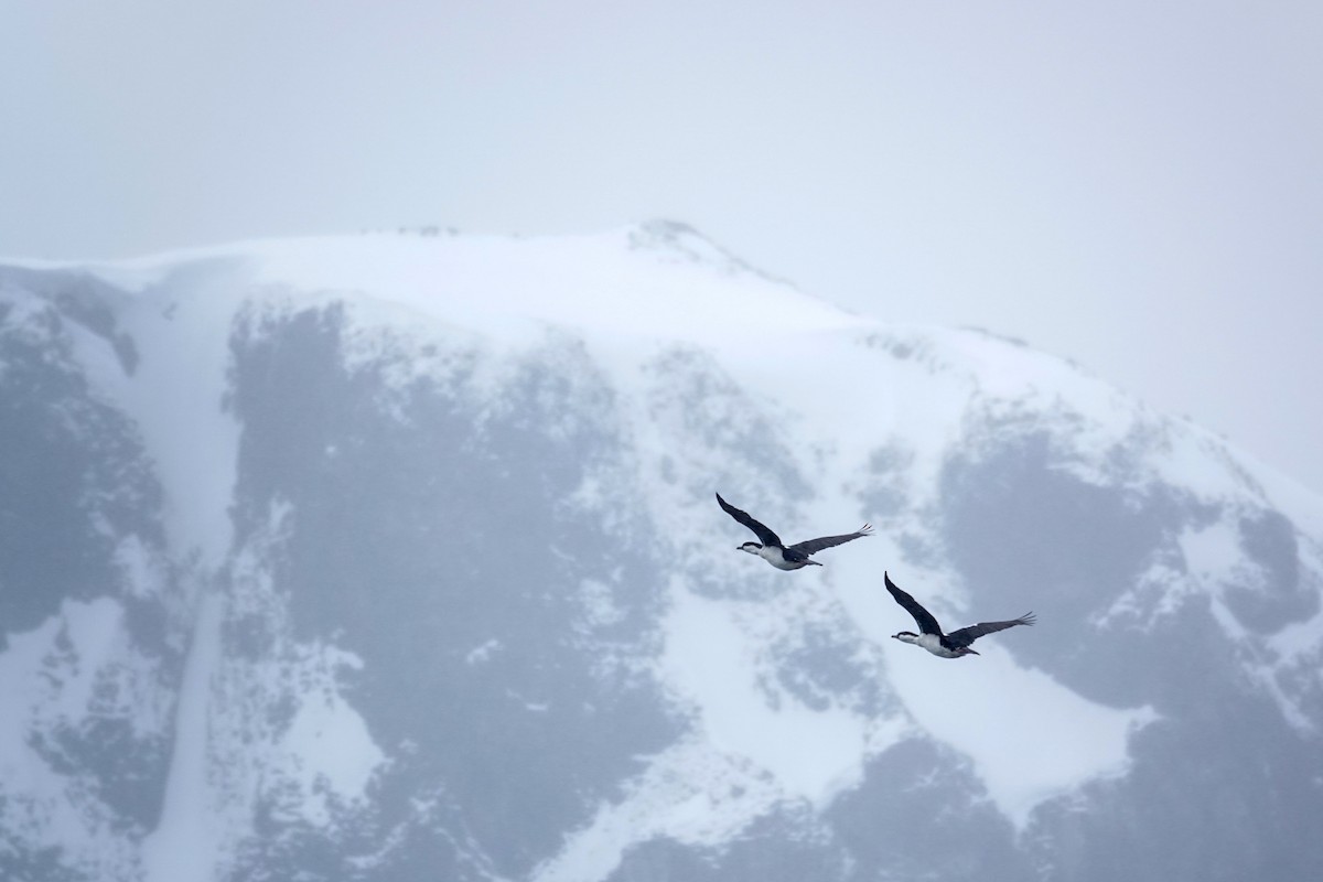 Imperial Cormorant - ML645986702