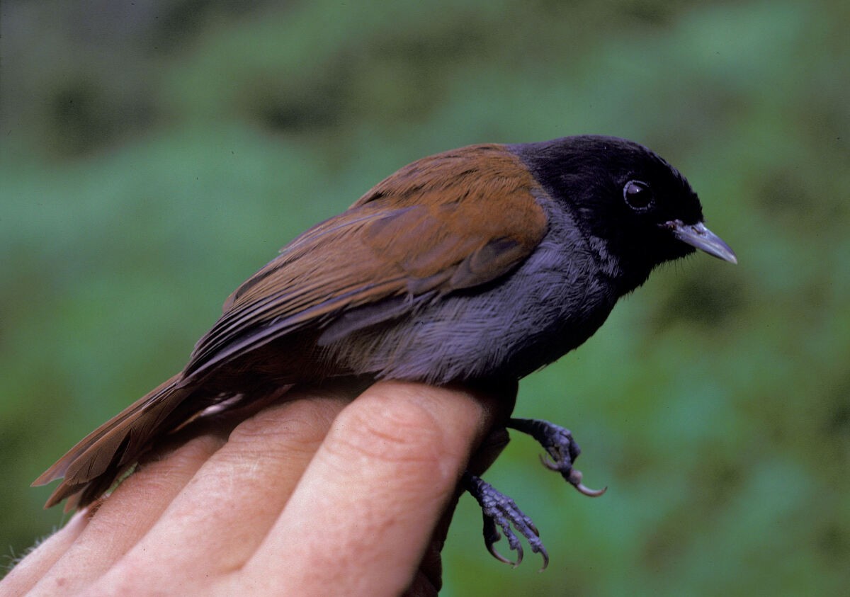 Schwarzkopf-Grasmücke - ML645986706