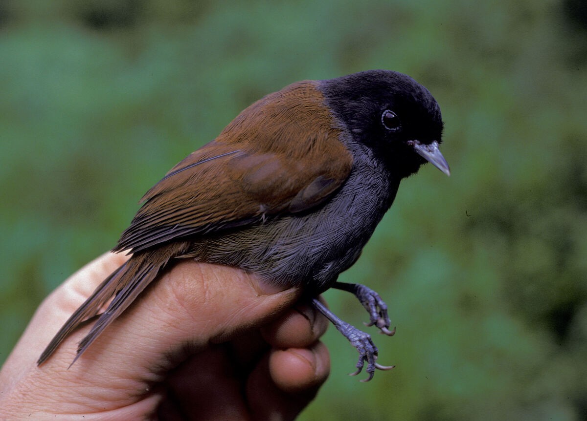 Schwarzkopf-Grasmücke - ML645986707