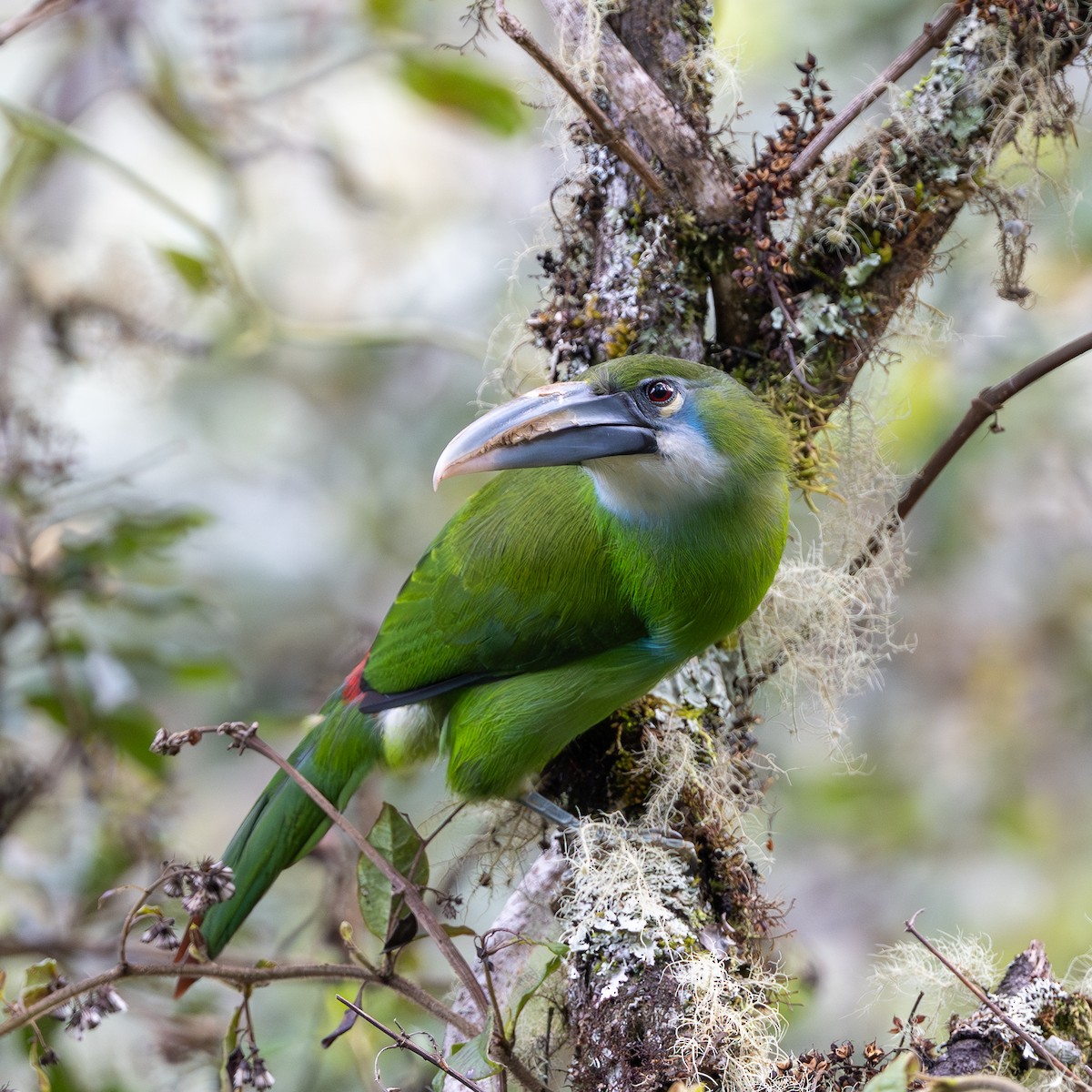 Blue-banded Toucanet - ML645986713