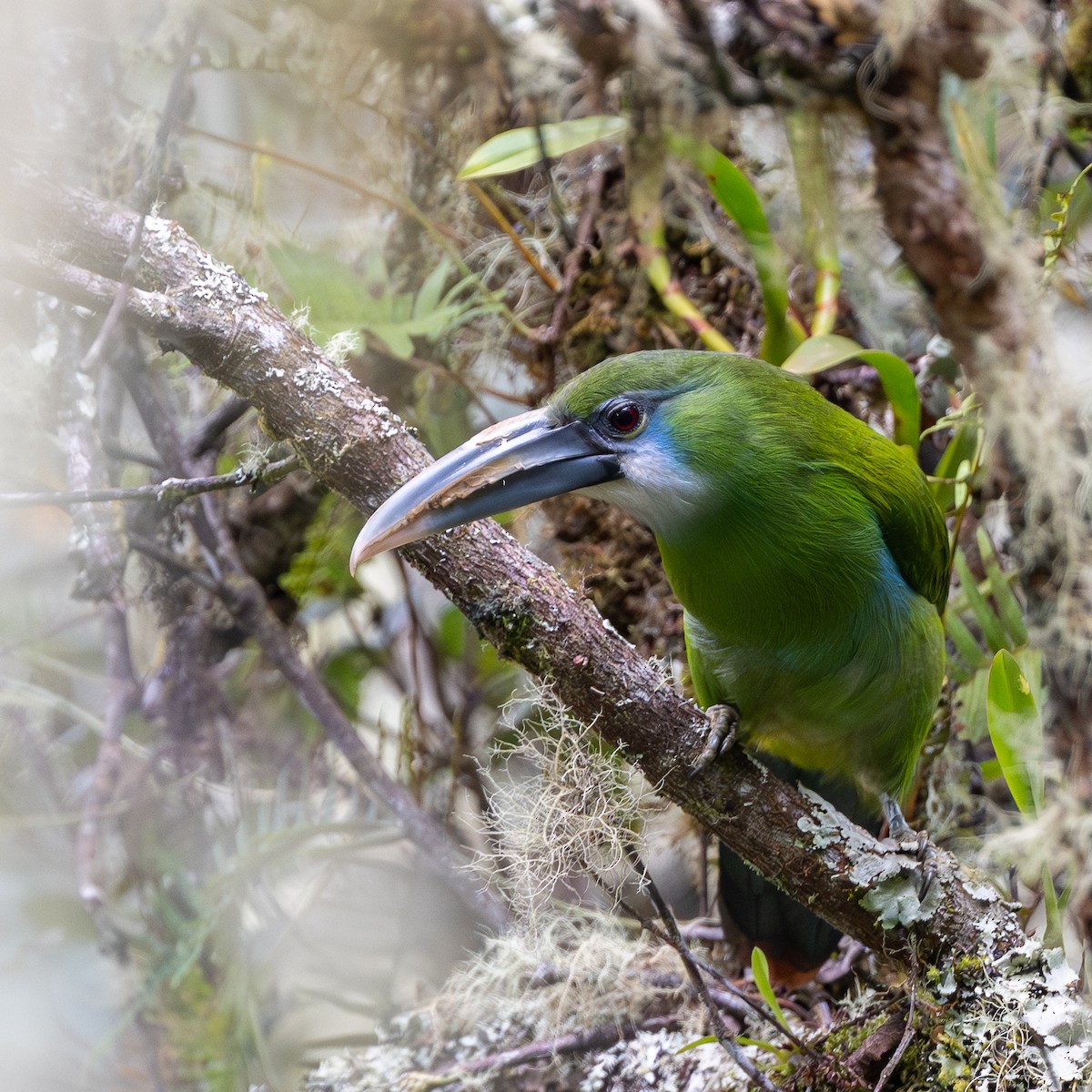 Blue-banded Toucanet - ML645986715