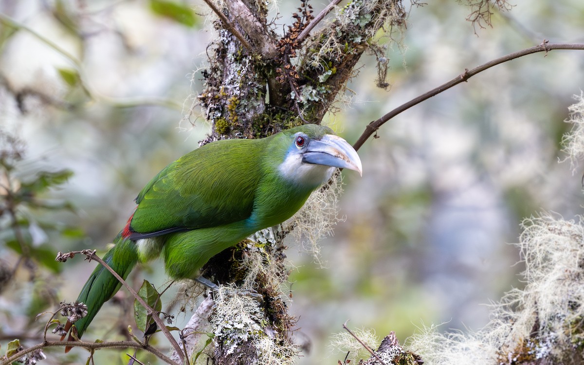 Blue-banded Toucanet - ML645986718
