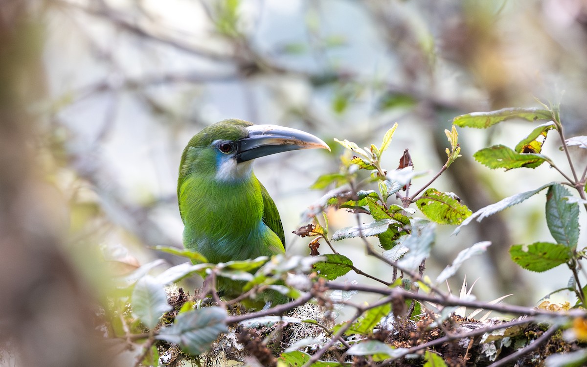 Blue-banded Toucanet - ML645986730
