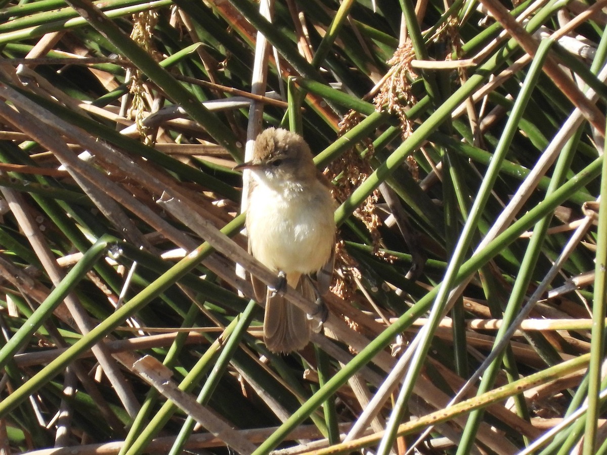 Australian Reed Warbler - ML645986731