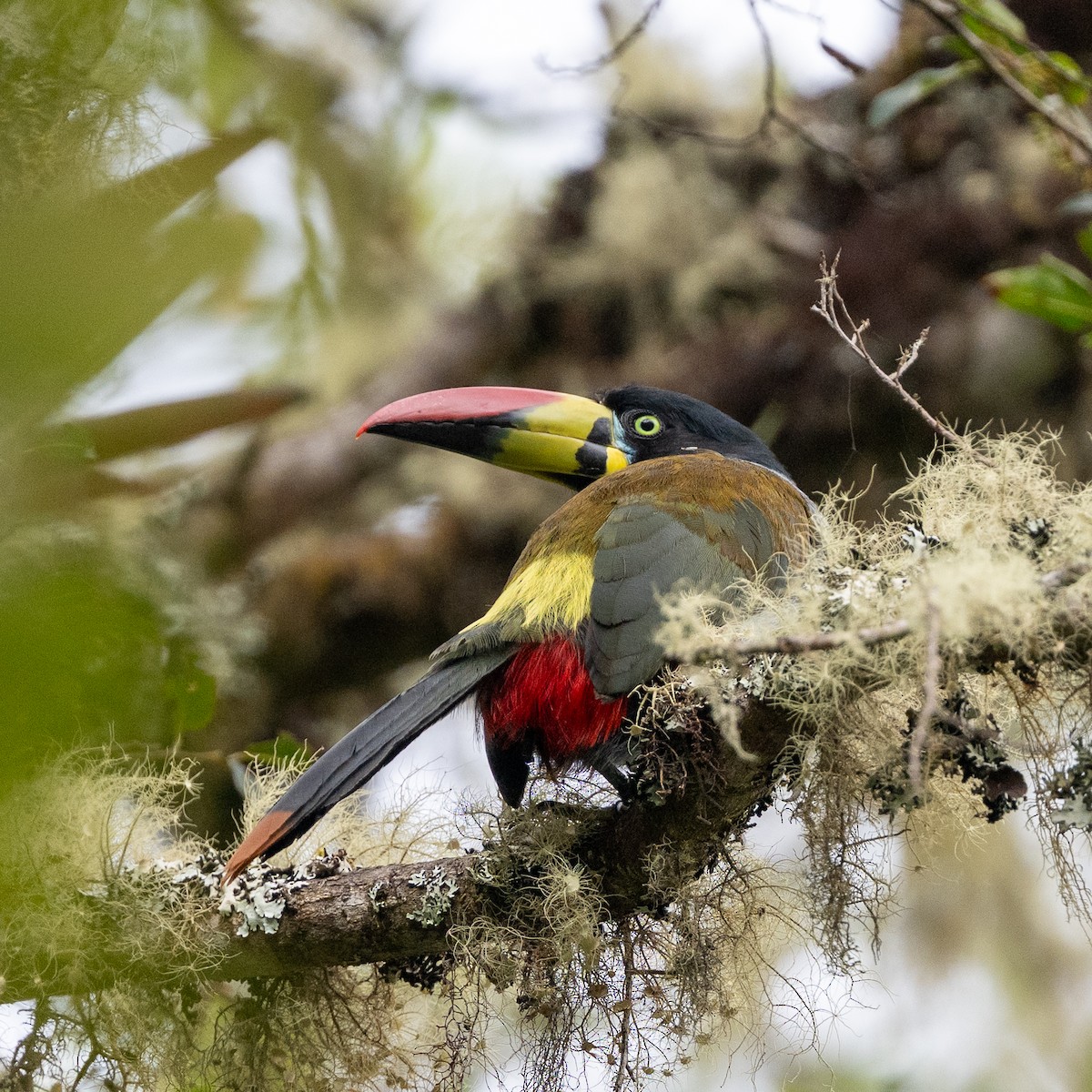 Gray-breasted Mountain-Toucan - ML645986734