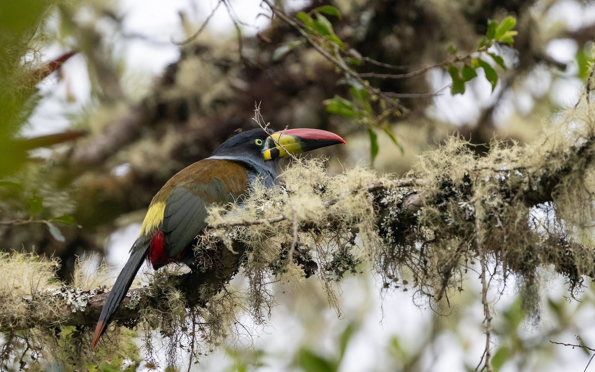 Gray-breasted Mountain-Toucan - ML645986735