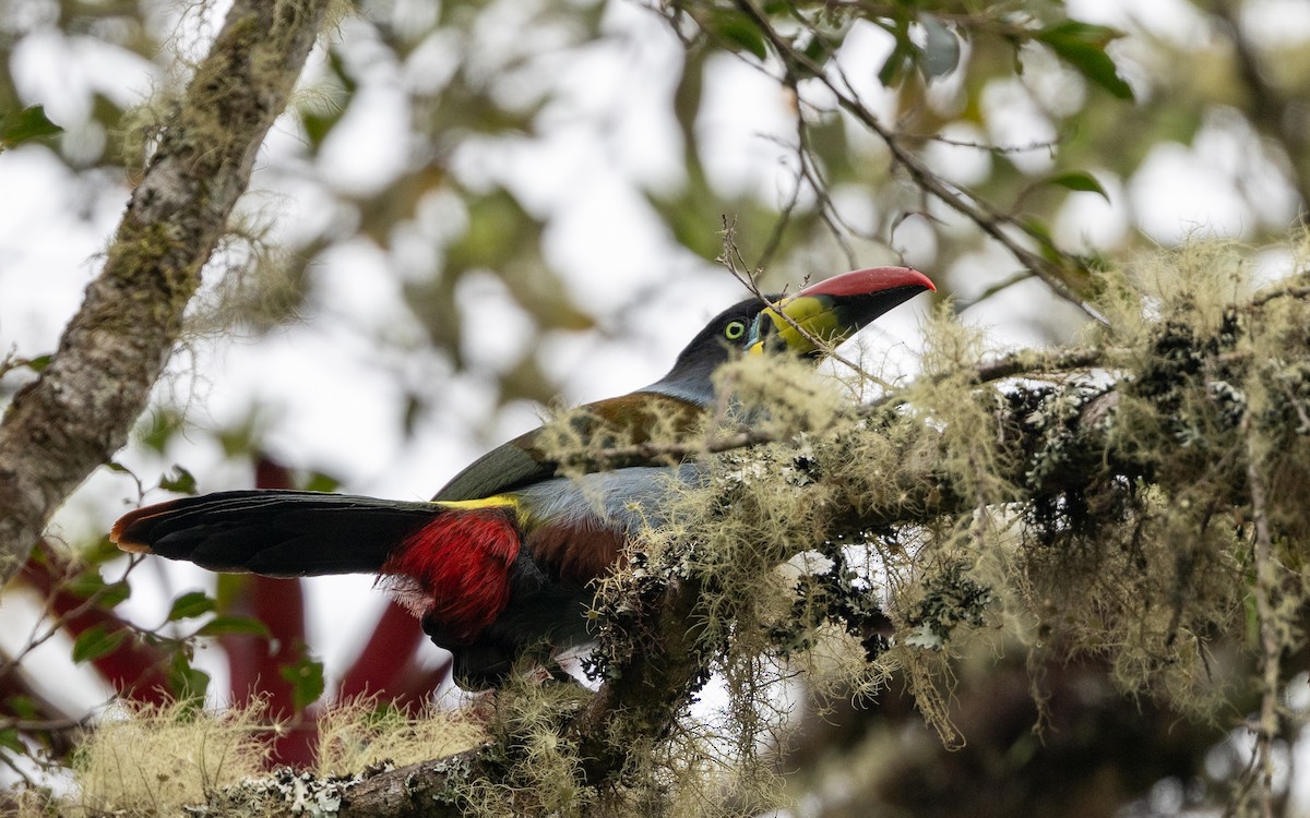 Gray-breasted Mountain-Toucan - ML645986736