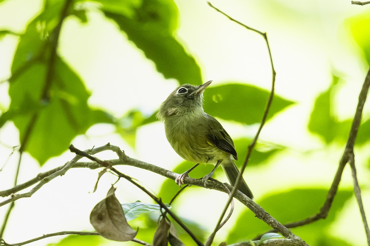 Eye-ringed Tody-Tyrant - ML645986744