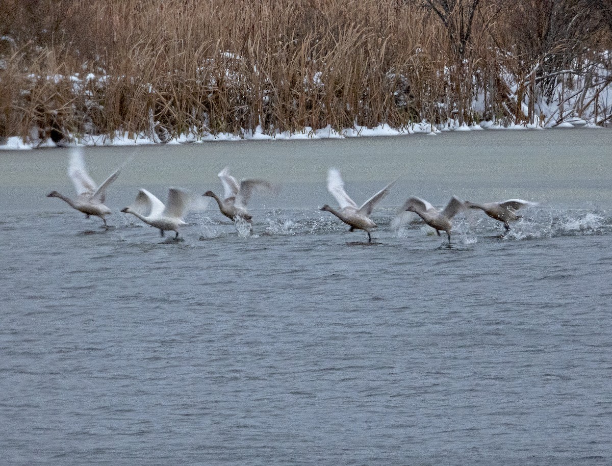 Beltxarga txistularia - ML645986767