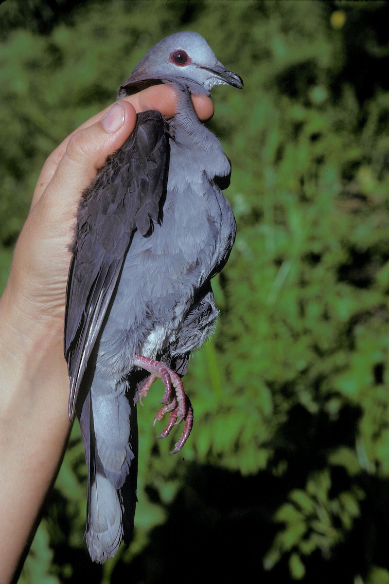 Lemon Dove - ML645986768