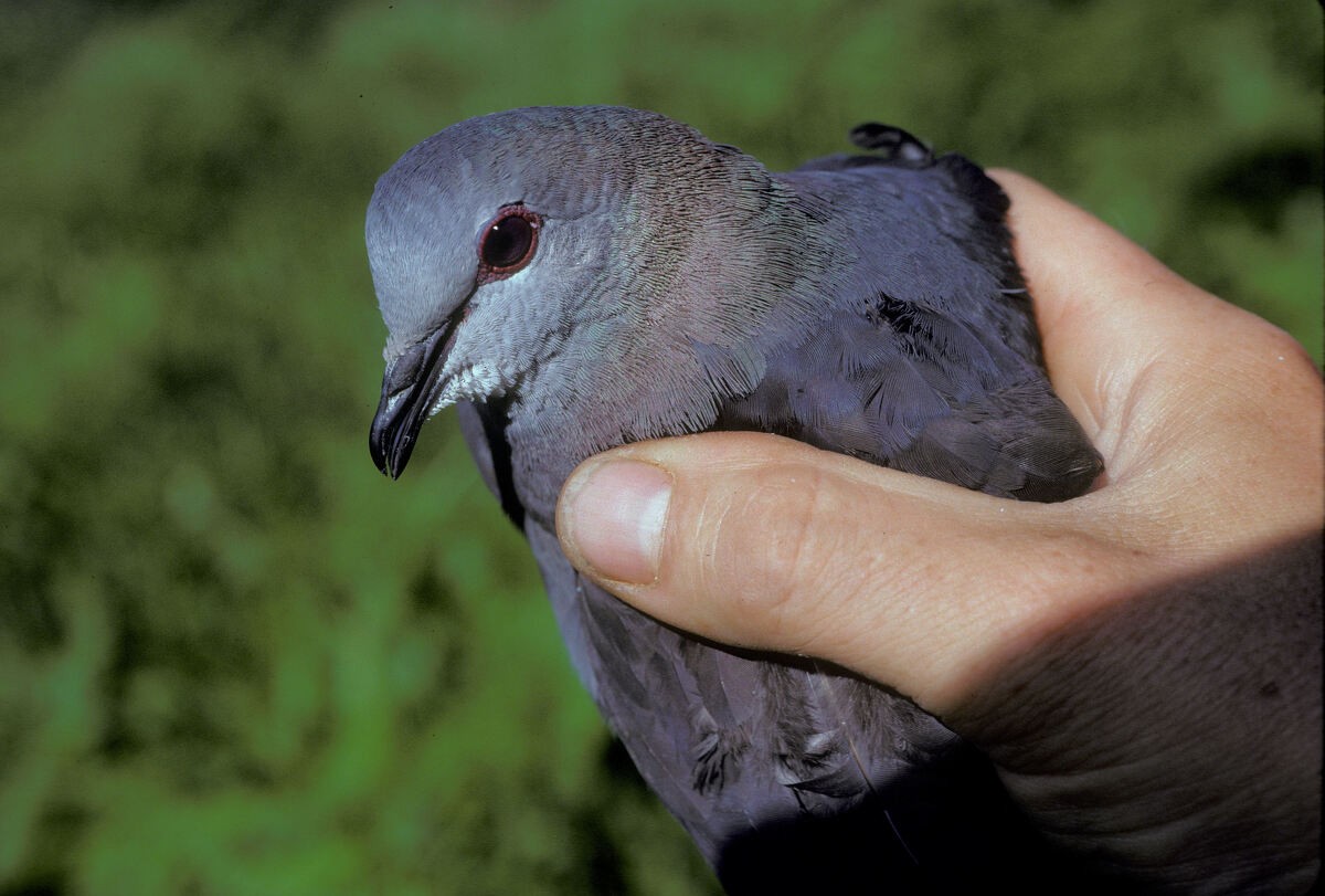 Lemon Dove - ML645986771