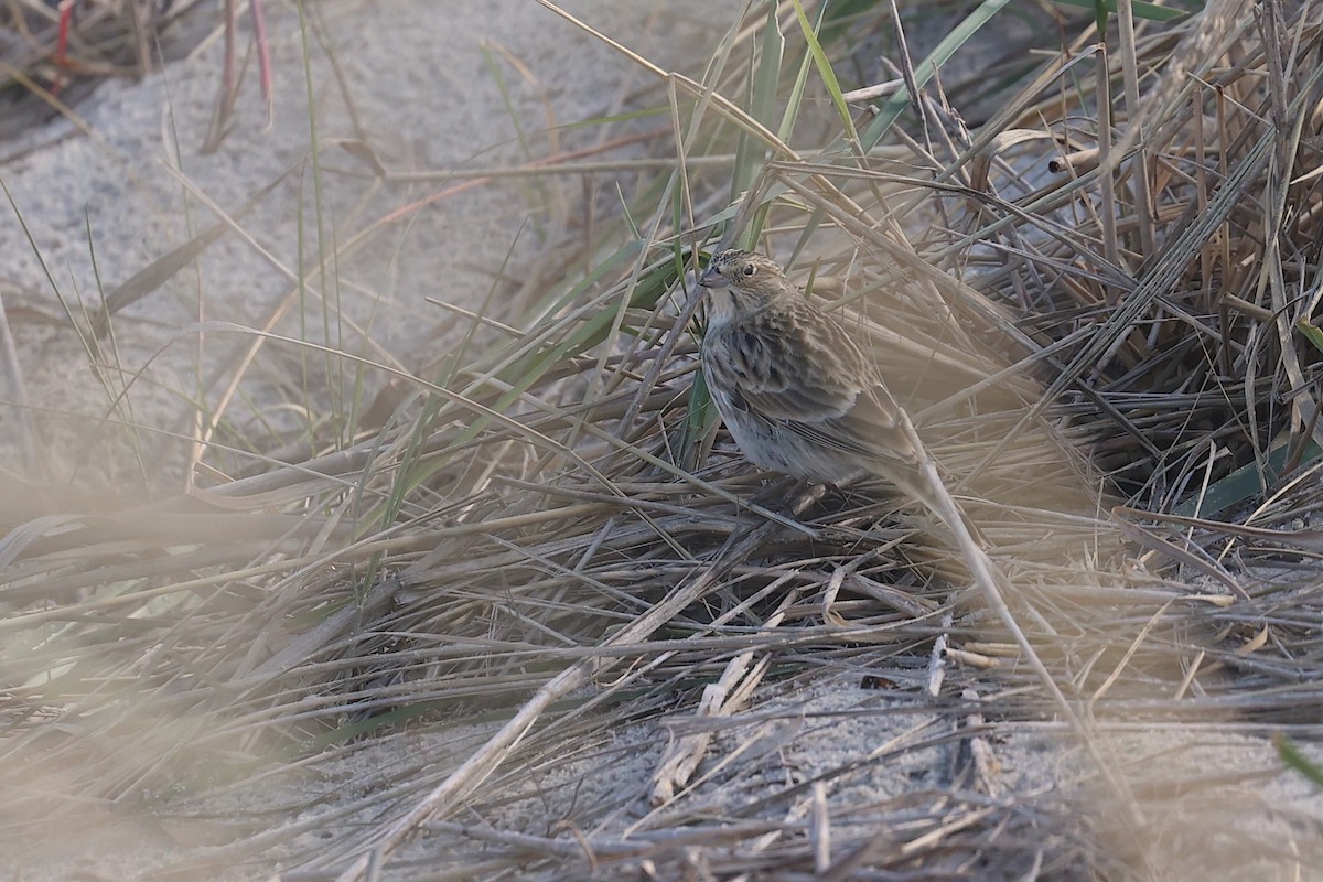 Chestnut-collared Longspur - ML645986772