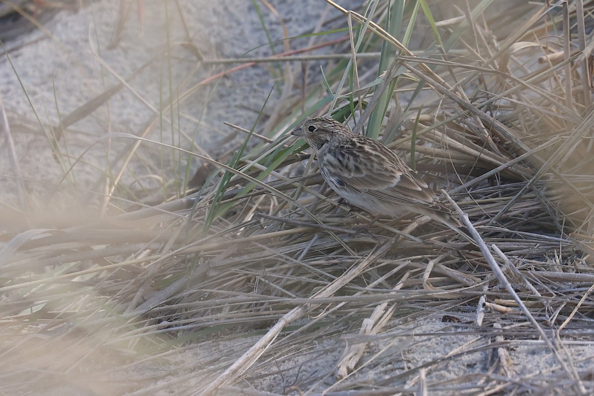 Chestnut-collared Longspur - ML645986773