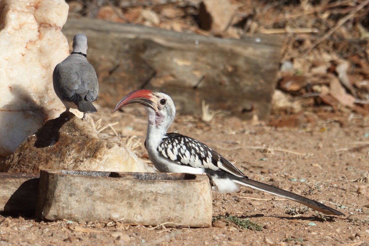 Northern Red-billed Hornbill - ML645986776