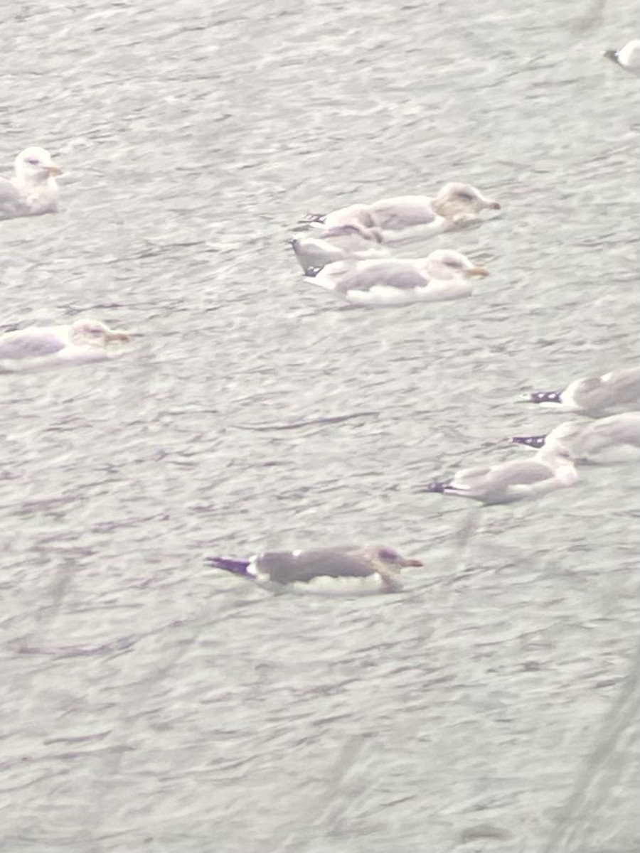 Kaio iluna - ML645986778