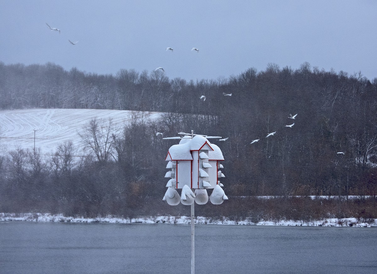 Beltxarga txistularia - ML645986779