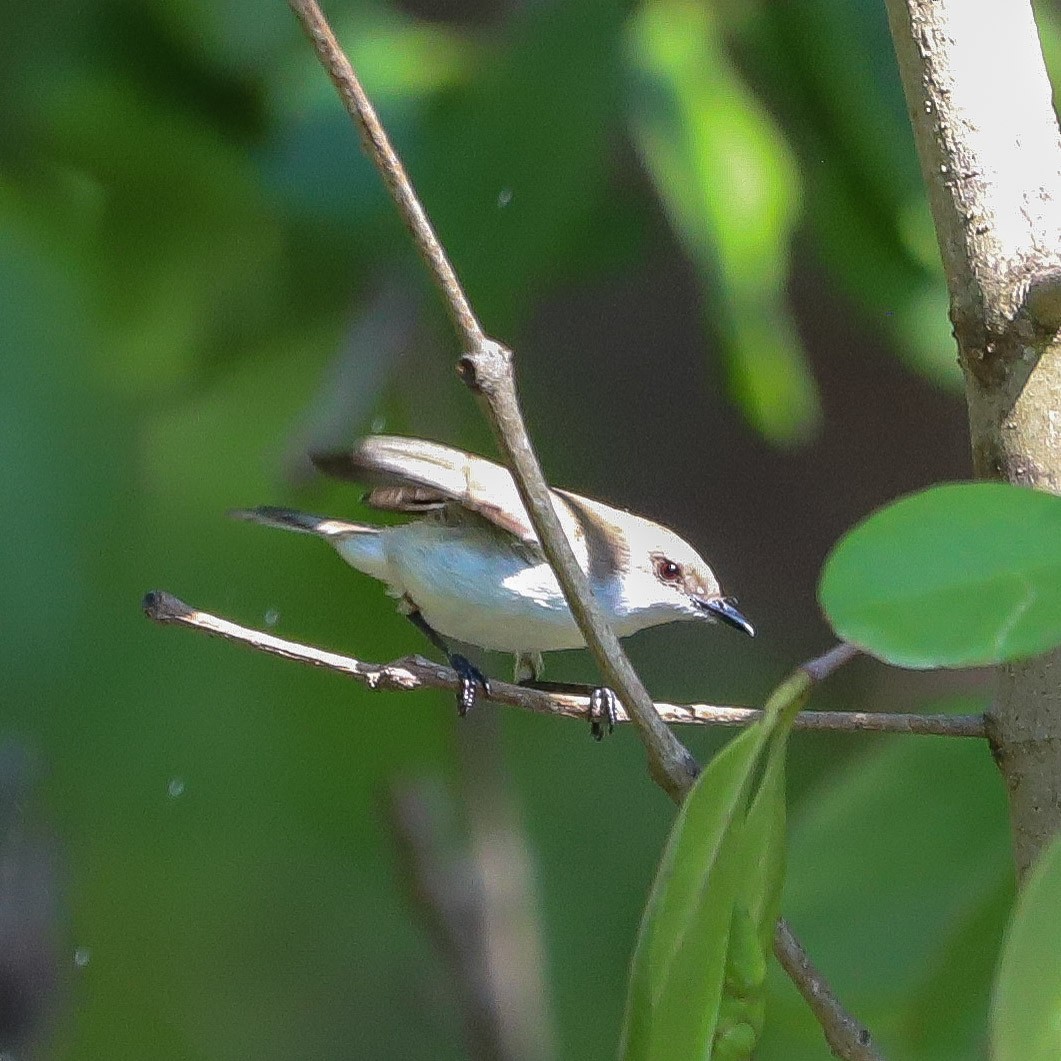 Plain Gerygone - ML645986780