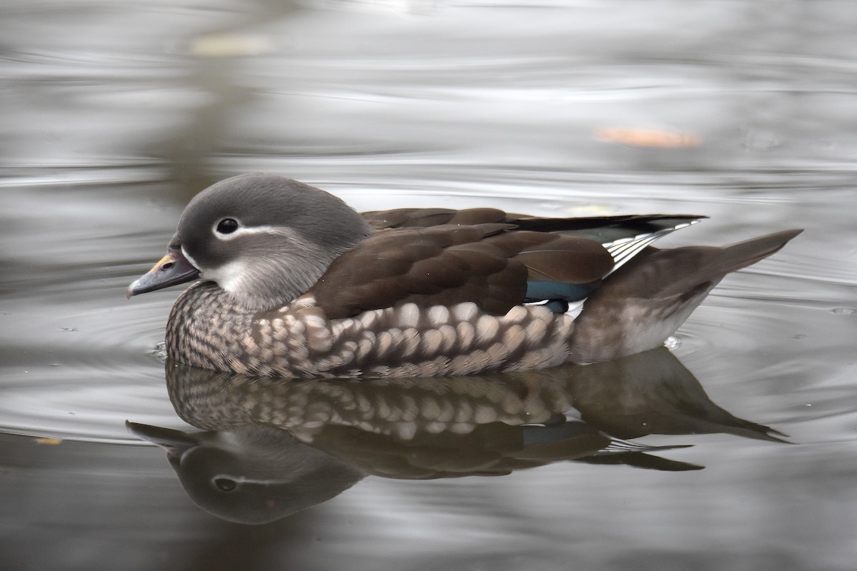 Mandarin-ahatea - ML645986781