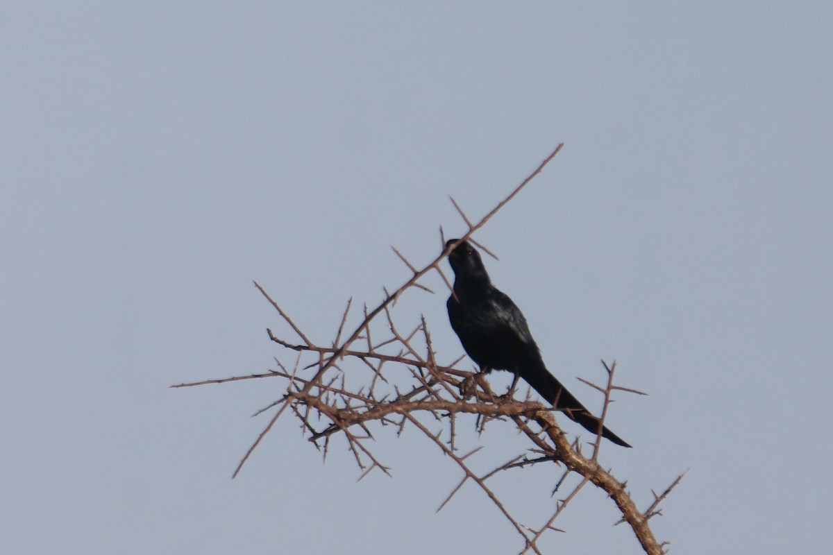 Bristle-crowned Starling - ML645986782