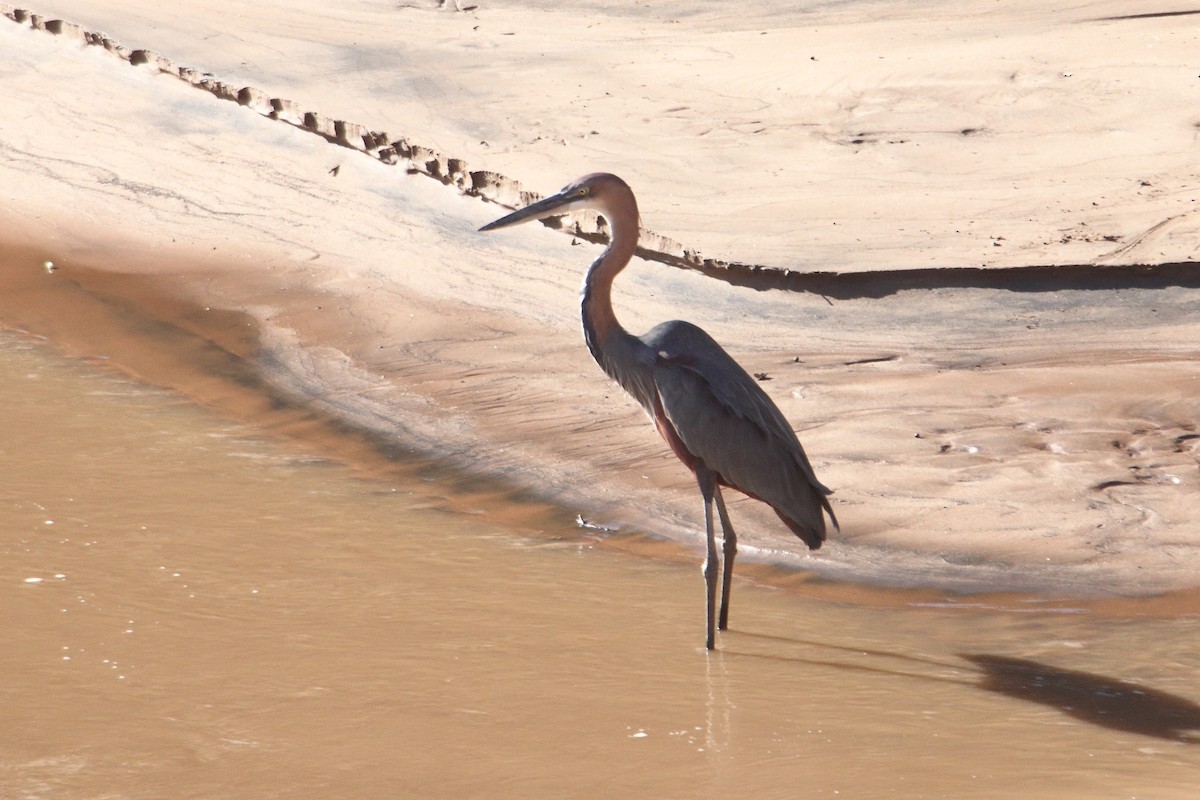 Goliath Heron - ML645986784