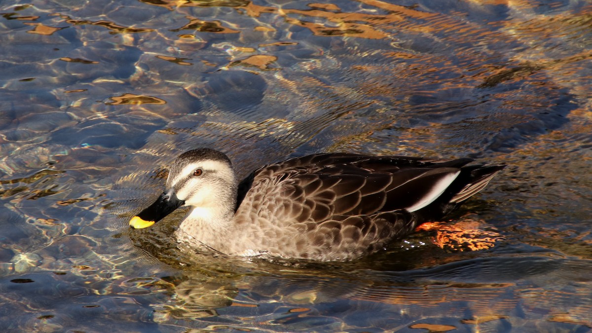 Ahate mokopikart txinatarra - ML645986789