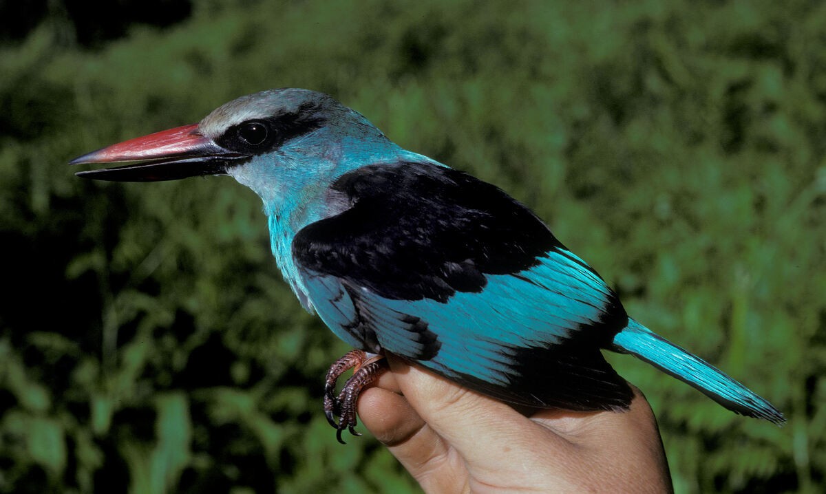 Blue-breasted Kingfisher - ML645986790