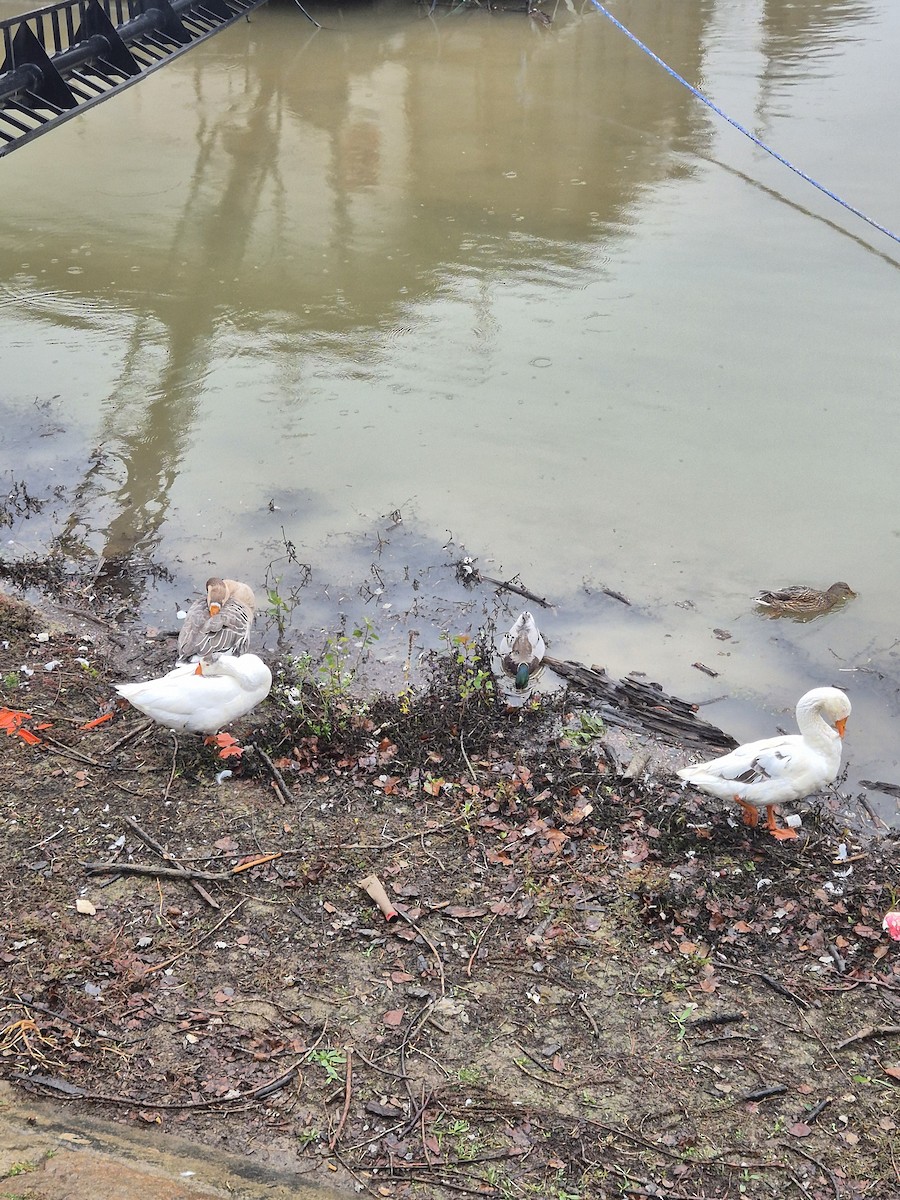 Antzara hankagorrizta (etxekoa) - ML645986791