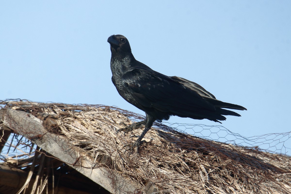 Erroi buztan-motza - ML645986792