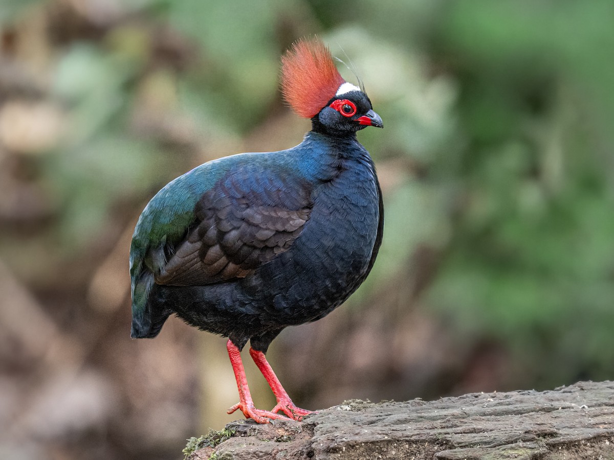 Crested Partridge - ML645986793