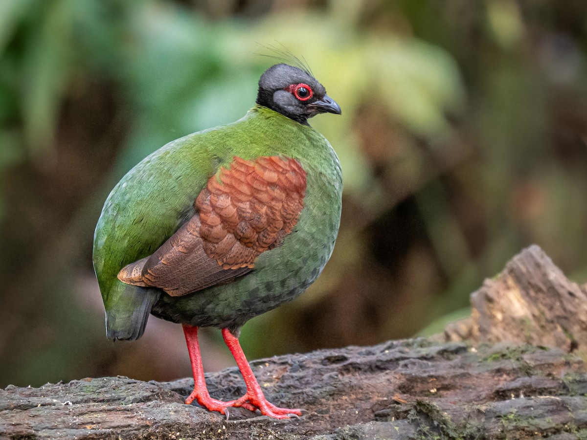 Crested Partridge - ML645986794
