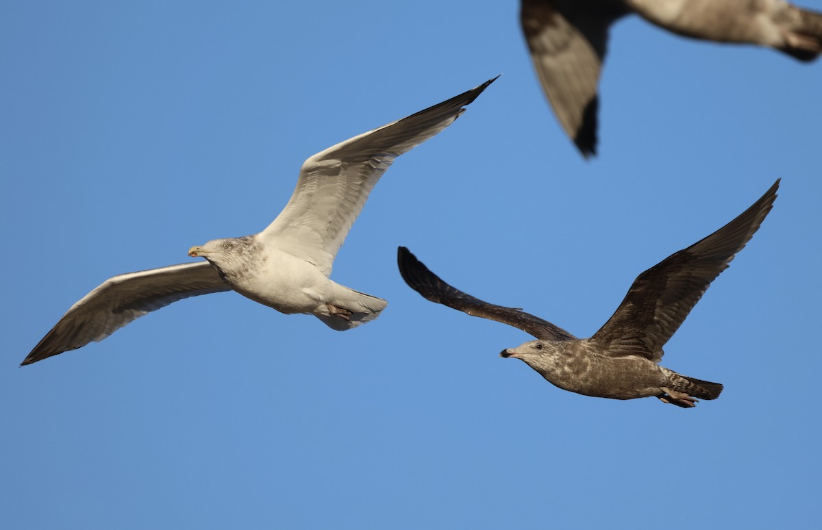 Kaio hauskara amerikarra - ML645986795