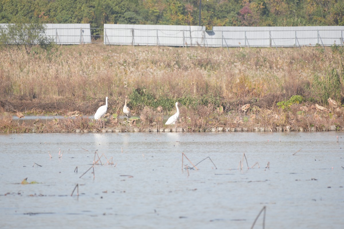 Kurrilo siberiarra - ML645986802