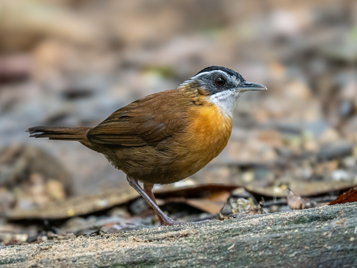 Bornean Black-capped Babbler - ML645986805