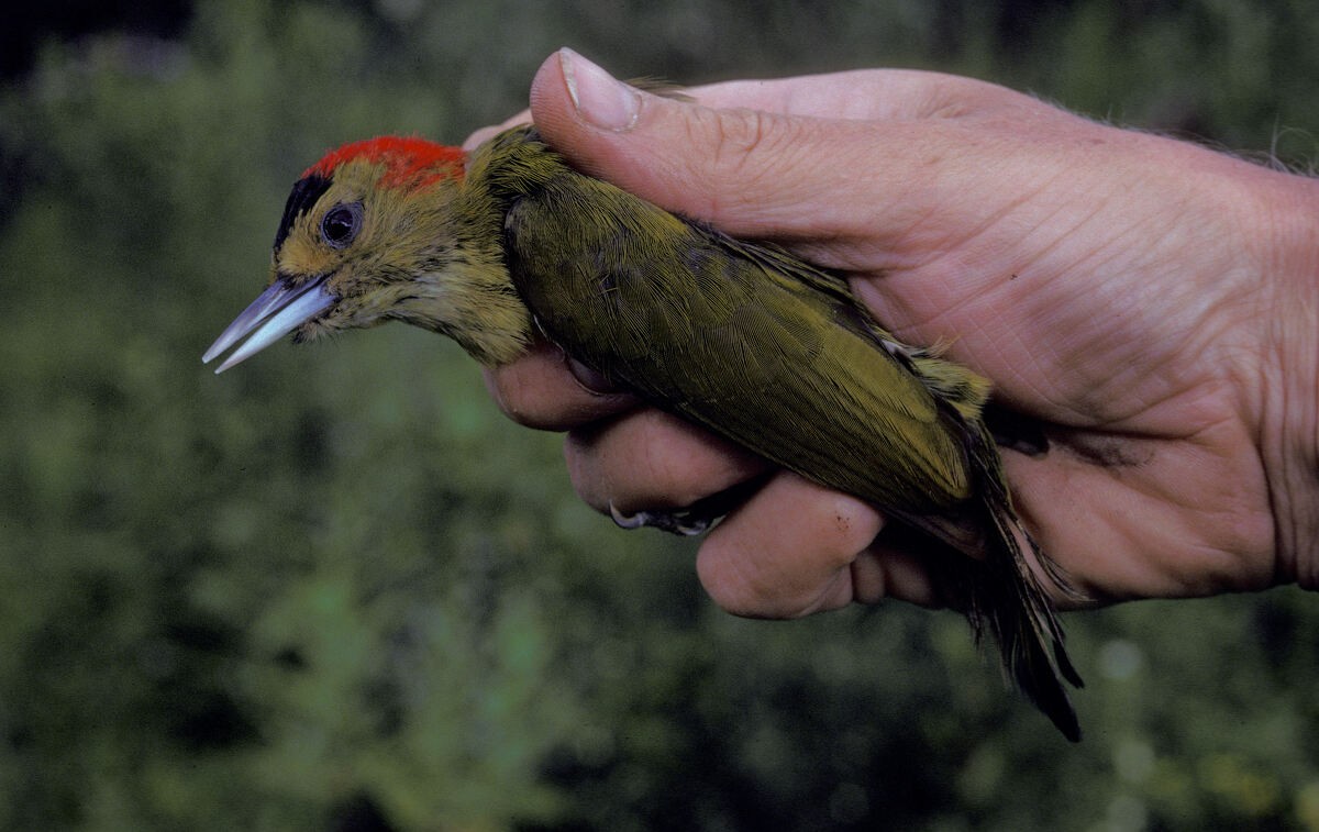 Elliot's Woodpecker - ML645986806