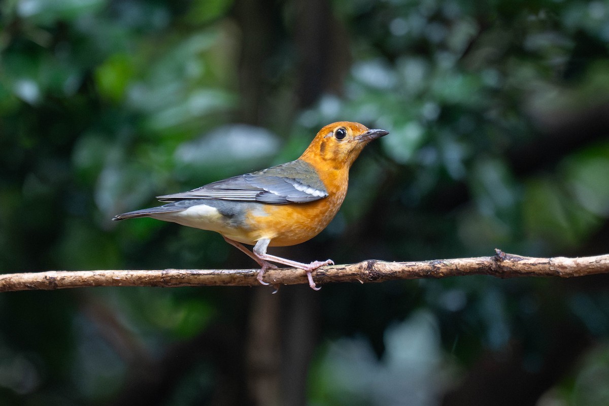 Orange-headed Thrush - ML645986807