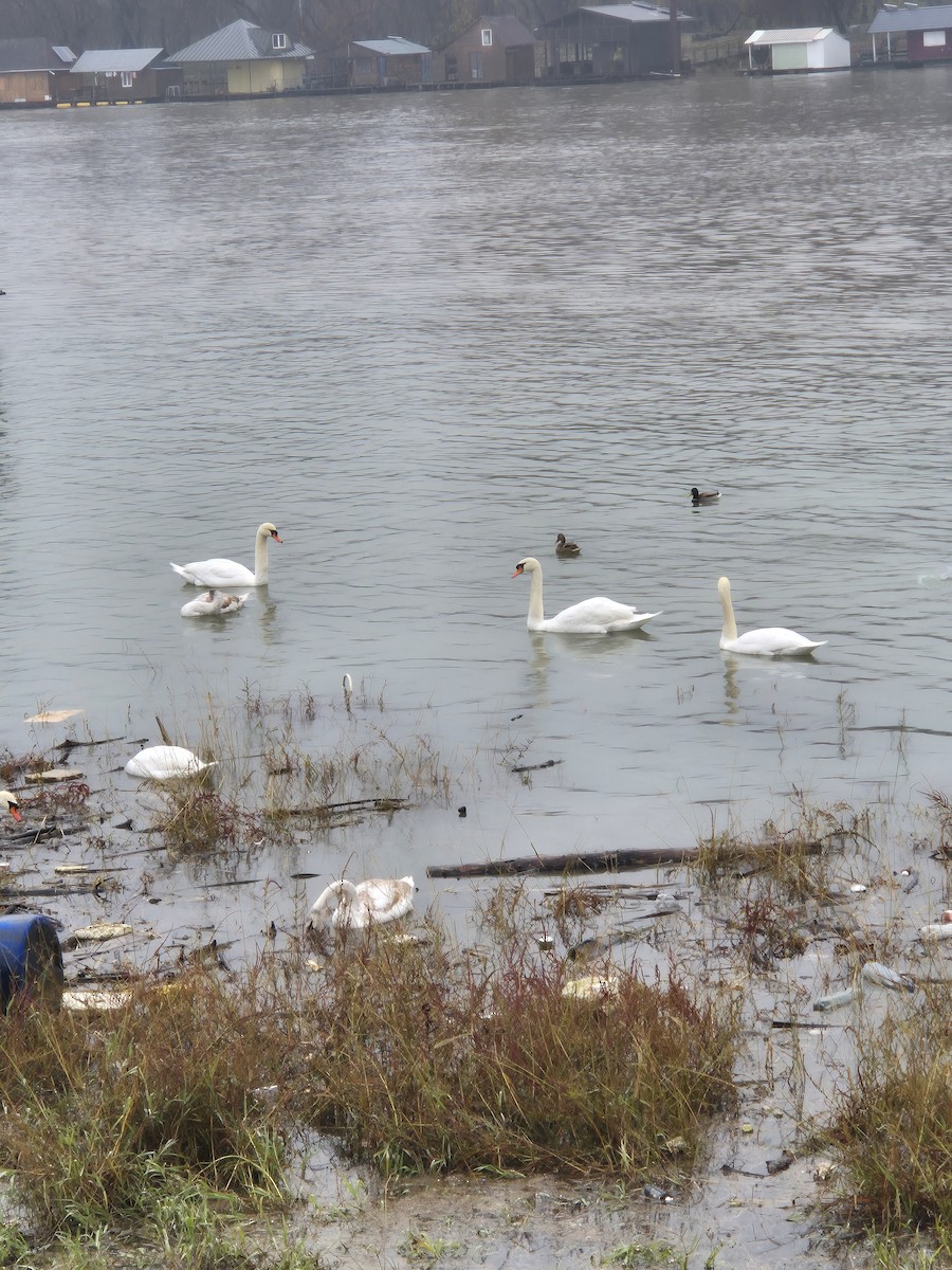 Beltxarga arrunta - ML645986808