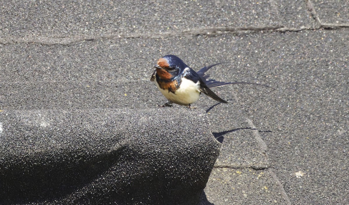 Enara arrunta - ML645986809