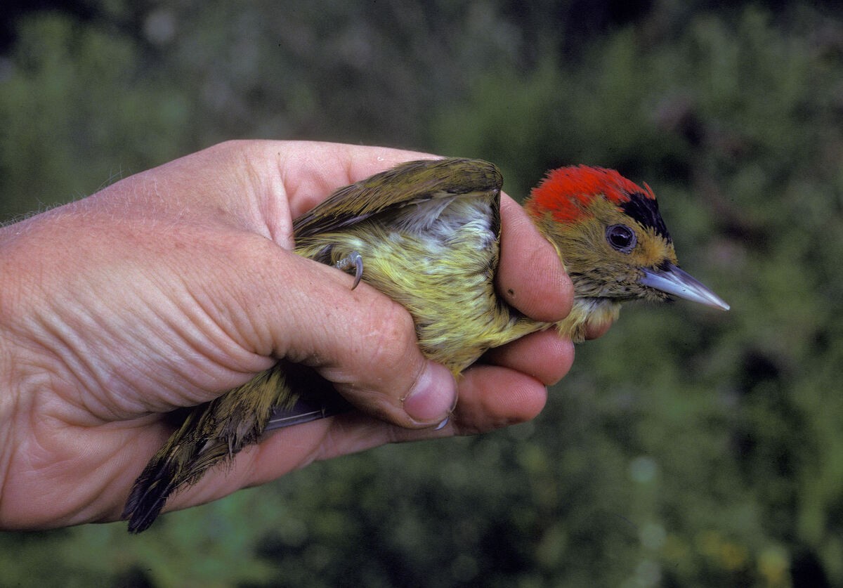 Elliot's Woodpecker - ML645986810