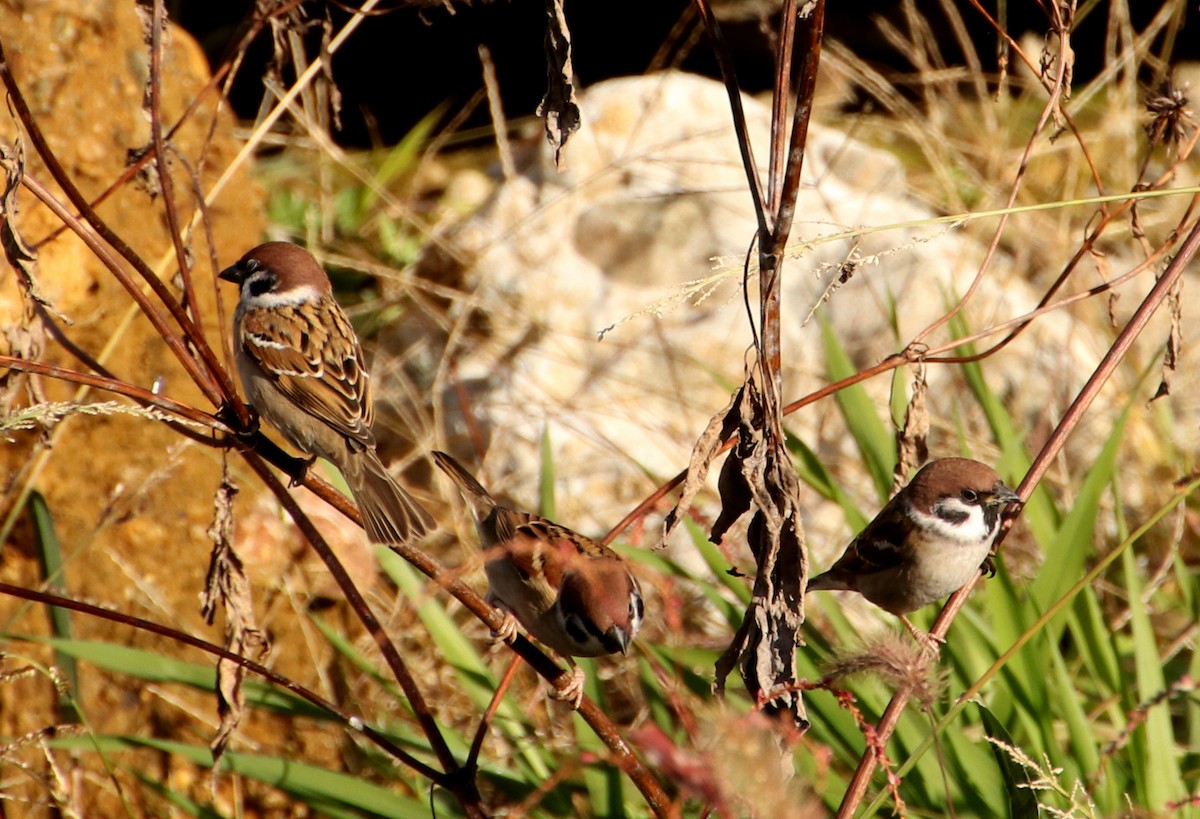 Landa-txolarrea - ML645986811