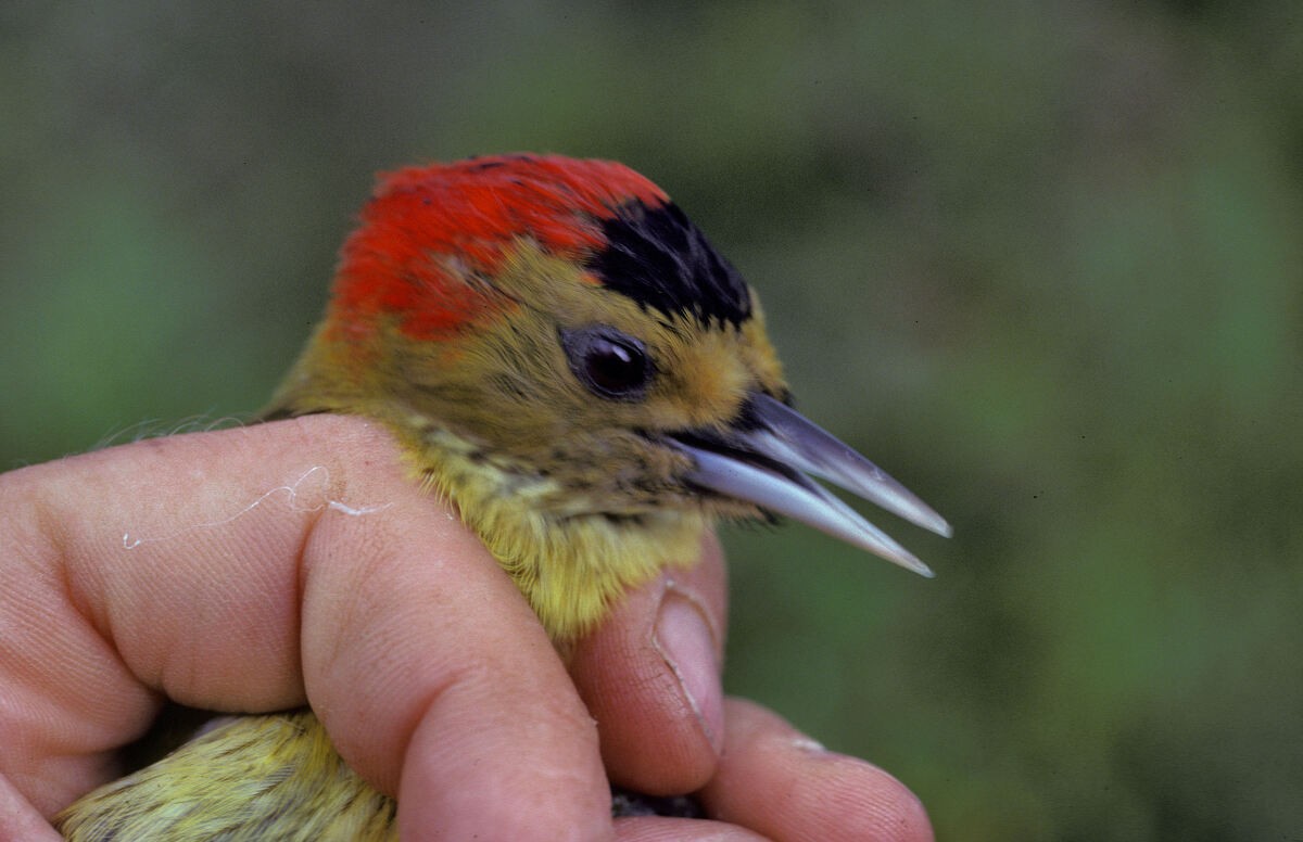 Elliot's Woodpecker - ML645986812