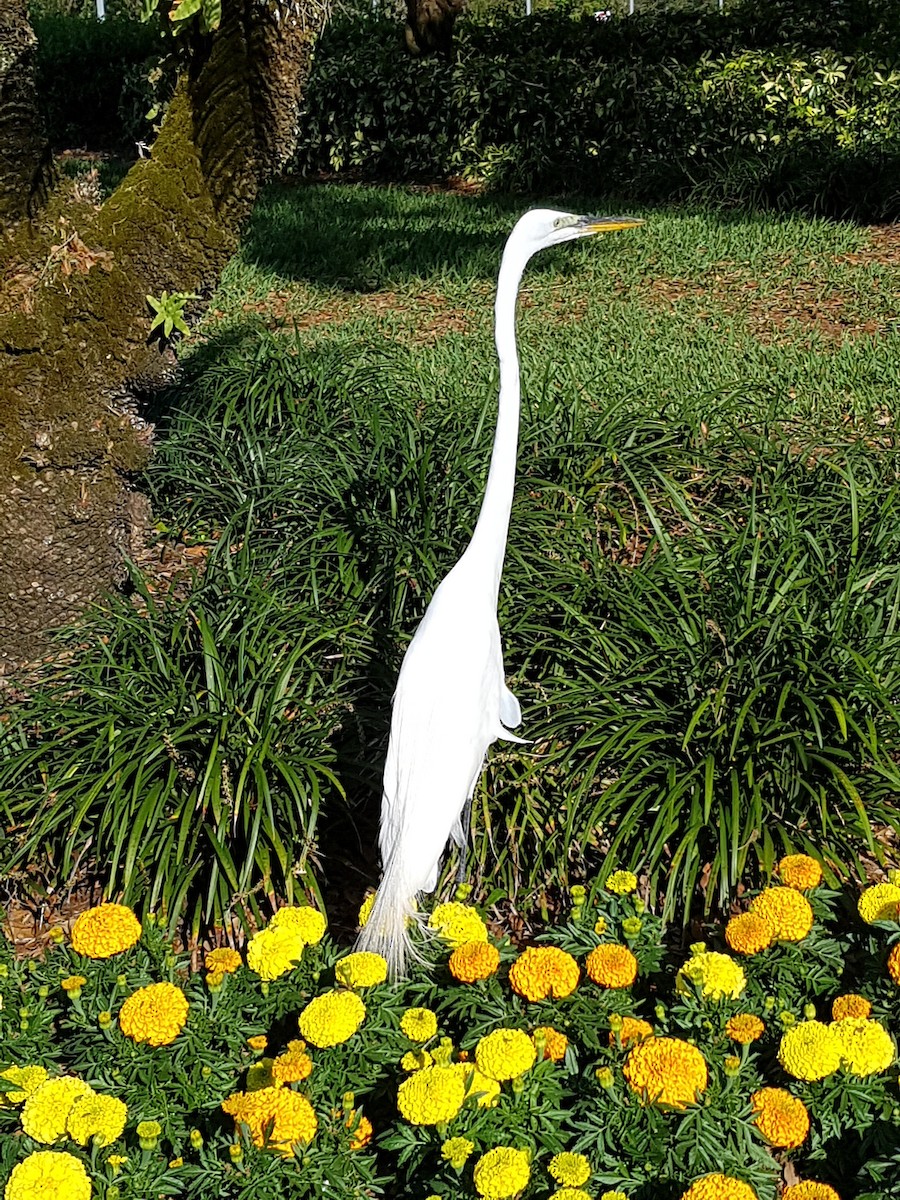 Koartza hauskara amerikarra - ML645986813