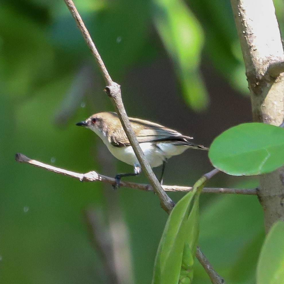 Plain Gerygone - ML645986814