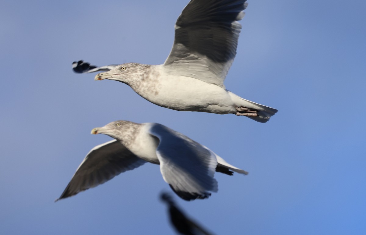 Kaio hauskara amerikarra - ML645986816