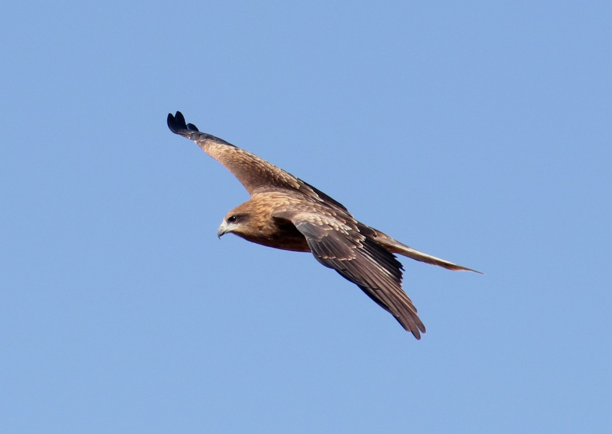 svartglente - ML645986817