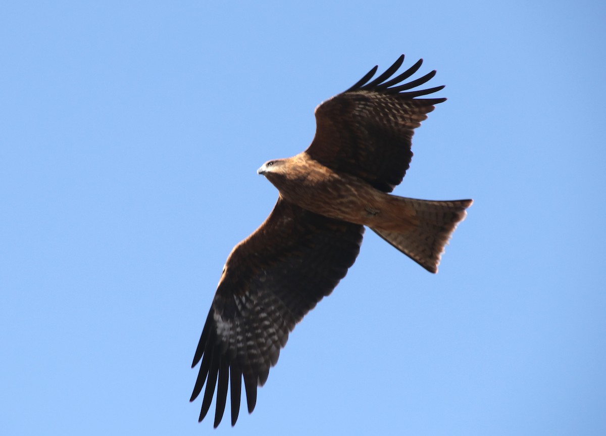 svartglente - ML645986818